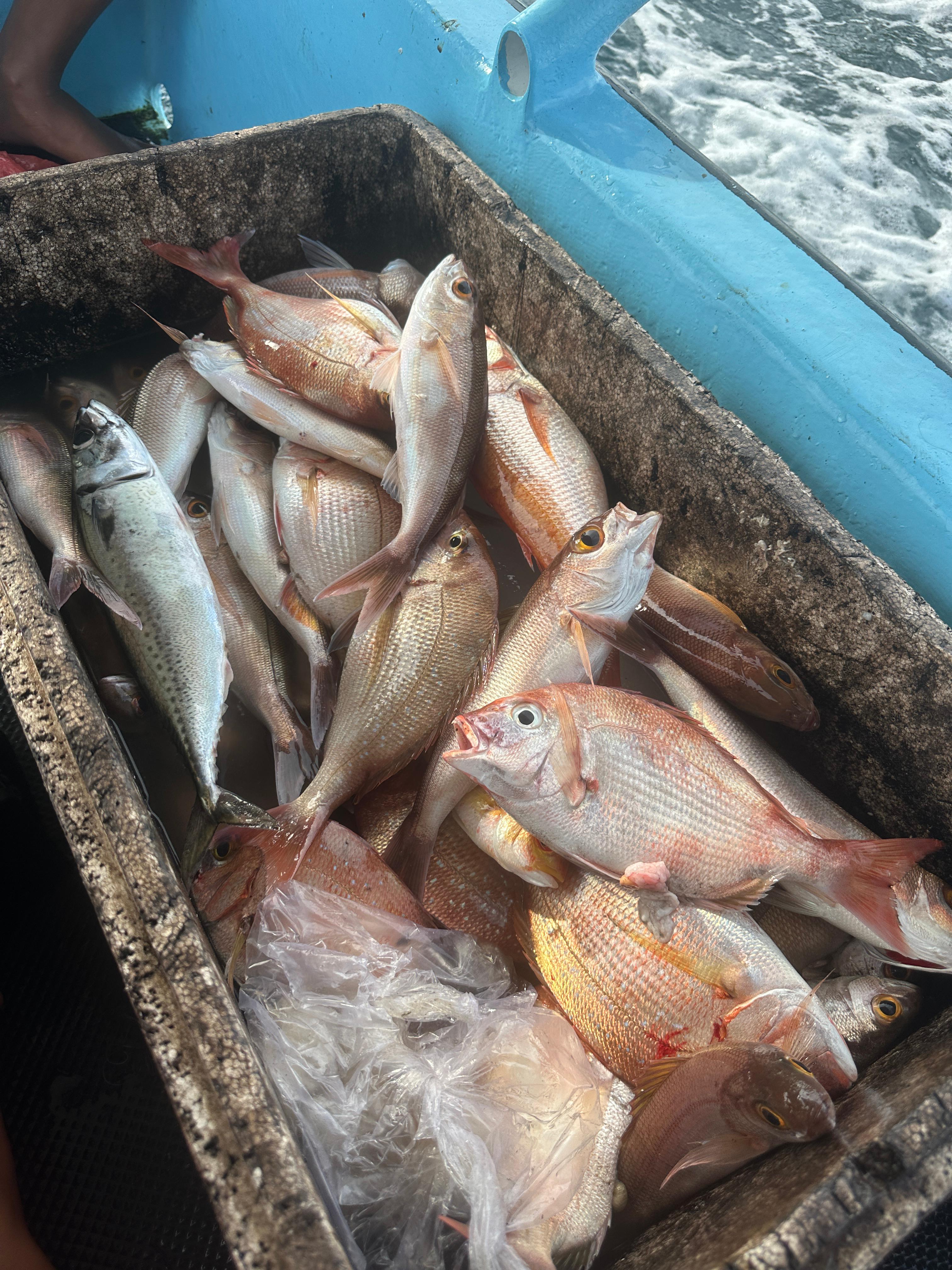Box of fresh fish on the boat deck