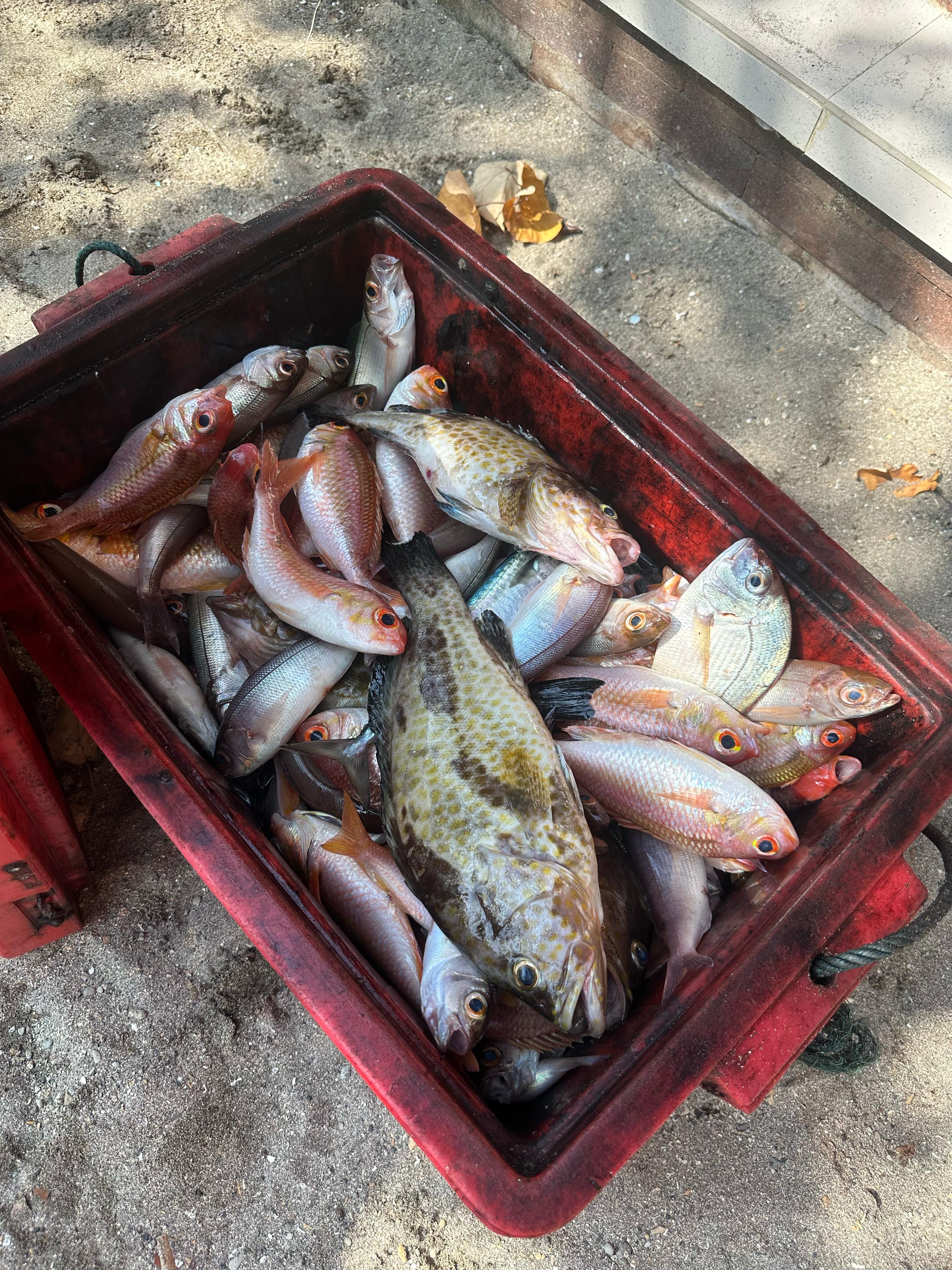 Fresh fish haul in basket on the boat