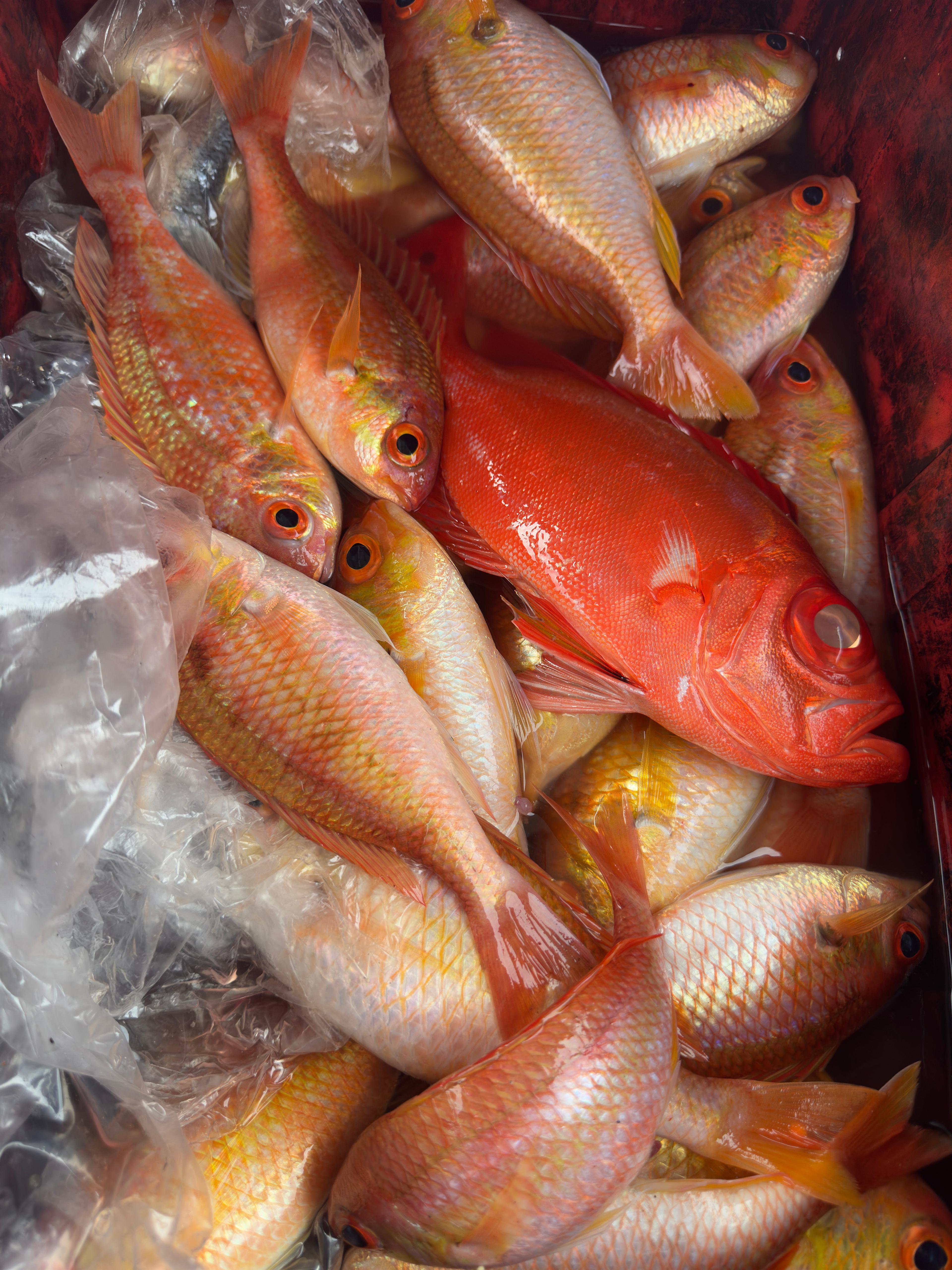 Fresh red snapper haul close-up