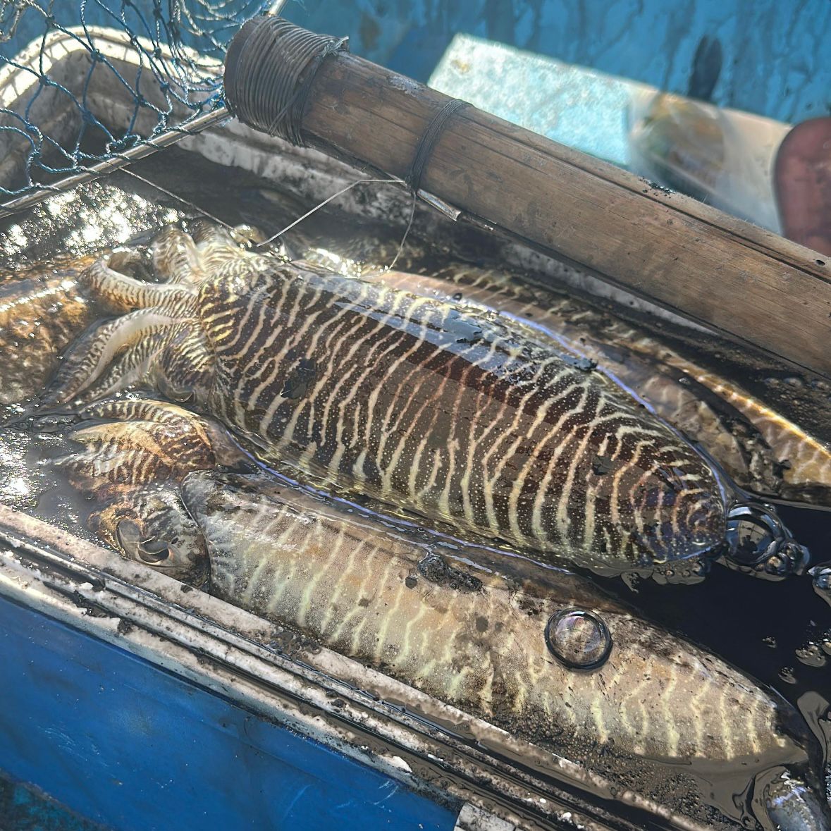 Fish grilling on the beachside BBQ