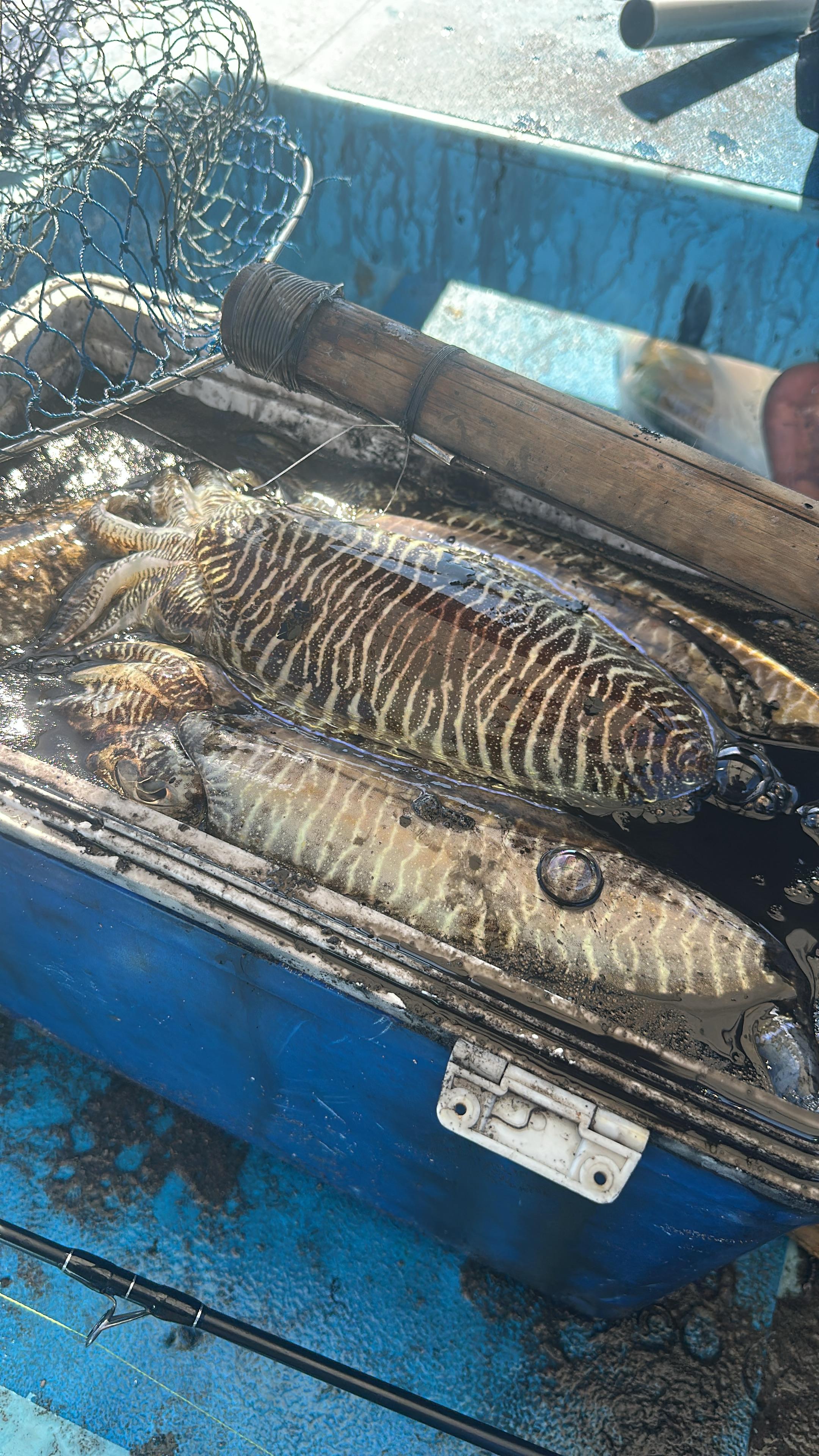 Long fish displayed along the boat rail