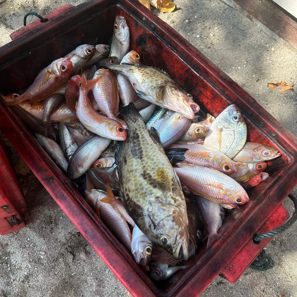 Red crate filled with fresh catch